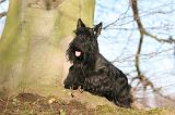 SCOTTISH TERRIER 079